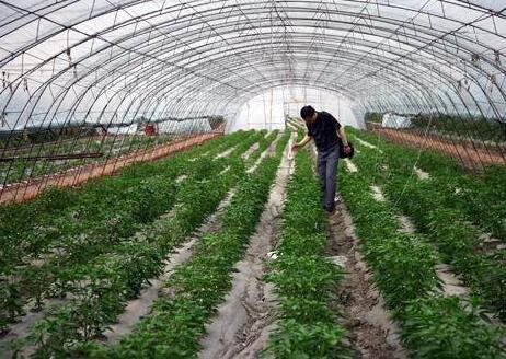陜西蔬菜大棚安裝 陜西蔬菜大棚安裝
