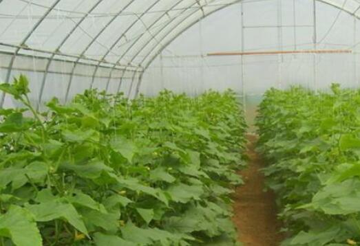 陜西蔬菜大棚搭建 陜西蔬菜大棚搭建
